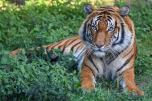 Tiger test image
