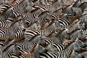 Zebra Test Image